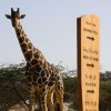 Отель Anantara Sir Bani Yas Island Resorts на Острове Сир-Бани-Ясе