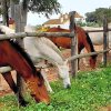 Отель Posada Rural La Corbera, фото 20