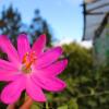 Отель Jardín Colibrí, фото 19