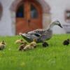 Отель Tourist Farm Šenkova Domačija, фото 36