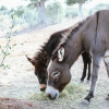 Отель White Donkey Hotel, фото 5