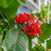 Отель OYO 14172 Home Green View Ernakulam Medical Centre, фото 2