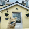 Отель Saddlers Cottage, Berllandeg Farm, фото 26