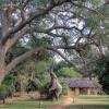 Отель Track and Trail River Camp в Национальном парке South Luangwa