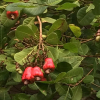 Отель Alamanda Guest House, фото 29