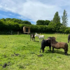 Отель Neddys Rest Luxury Horsebox Stay, фото 9
