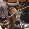 Отель Nest Hotel Ishigaki Maesato Beach, фото 31