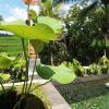 Отель Aroem Villa Ubud, фото 32