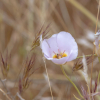 Отель Zion Wildflower, BW Premier Collection, фото 11