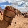 Отель Wadi rum echo camp, фото 1