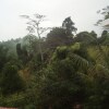 Отель Hanthana Jungle View Holiday Home, фото 10