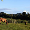 Отель Yurt in Puyehue with Volcano Views, фото 12