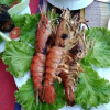 Meal