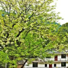 Отель Wu Yuan Smile Family Guest House, фото 2