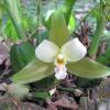 Отель Orquideas del Tolima, фото 22