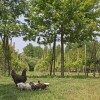 Отель Agriturismo La Rondine Mogliano Veneto, фото 13