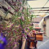 Отель Jingguan Inn (Huizhou Ancient City), фото 16