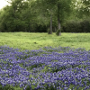 Отель Brazos Bed and Breakfast, фото 10