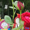 Отель Orange's Red Hostel, фото 7