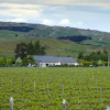 Отель Dunnolly Vineyard Bed & Breakfast, фото 15