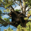Отель Alpine Trail Ridge Inn, фото 11