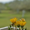 Отель Zeusplace Olympus Olive Country House 4, фото 7