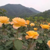 Отель Blooming Lotus.3 Bookhous.Fuyang, фото 29