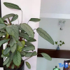 Отель Jianshui Bushe Homestay (Gucheng Branch), фото 9