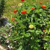 Отель Poyraz Apart Evleri, фото 5