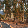 Отель Ojai Retreat & Inn, фото 26