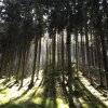 Отель Gasthof Waldschenke, фото 9