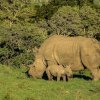 Отель Kariega Game Reserve Settlers Drift, фото 31