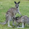 Отель Grampians View Cottages and Units, фото 24