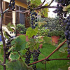 Отель B&B Casacandi, фото 7
