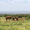 Отель Amboseli Eco Camp, фото 27