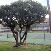 Отель Kihei Bay Surf B113, фото 16