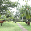 Отель Tamarind Tree Garden resort, фото 9