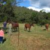 Отель Stylish Country Retreat Wollombi Hunter valley, фото 3