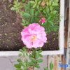 Отель Garden Homestay, фото 12