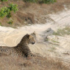 Отель Mahoora Tented Safari Camp - Wilpattu, фото 49