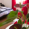 Отель Season's Hostel & Guest House, фото 15