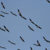 Отель Pelican Birding Guest House, фото 9