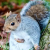 Отель Studio/lickey Hills/near Attractions/garden/petok, фото 11