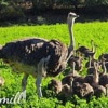 Отель Old Mill Lodge, Working Ostrich Farm & Restaurant, Oudtshoorn, фото 50