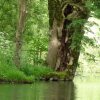 Отель Moulin de la Papeterie Chambres d'hôtes, фото 25