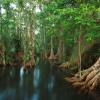 Отель Playa Cativo Lodge, фото 19