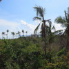 Отель The Wild Orchid Resort - Moalboal, фото 20