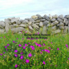 Отель Burren Breeze Accommodation, фото 8