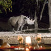 Отель Ongava Tented Camp, фото 4