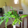 Отель Pousada Casa Populi, фото 10